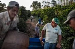 咖啡越来越廉价，巴西却找到了以低成本快速增产的办法