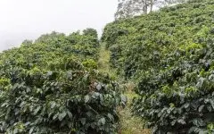 巴西咖啡豆与越南咖啡豆区别 巴西咖啡豆品种风味特点介绍