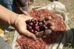 缅甸咖啡受国际市场喜爱_缅甸咖啡豆主要产地介绍