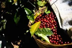 墨西哥极光庄园咖啡豆介绍_你可以从咖啡里喝到优雅吗？