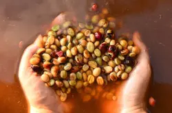 良好的「发酵」过程是商业咖啡豆的一大福音！