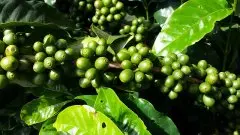 咖啡种植的施肥学问_咖啡树需要施肥吗？怎么施肥？施什么肥？