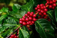 哥伦比亚咖啡产区一览_哥伦比亚咖啡种植品质有什么特点