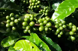 浅谈中美洲咖啡豆有什么特色_变化与竞争最激烈的咖啡生产大陆