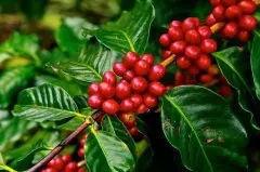 2019罗布斯塔咖啡豆价格大跌，接近九年低点