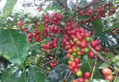气候变迁造成咖啡的欠收，使咖啡农收入不佳