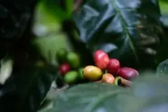哥斯达黎加塔拉珠La Cruz圣十字庄园肯尼亚式水洗处理咖啡介绍
