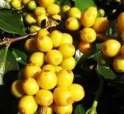 巴西喜拉朵产区巴乌庄园黄色象豆种咖啡来源故事介绍冲煮分享