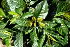 南美洲的绿色黄金—哥伦比亚咖啡产地故事文化介绍