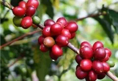 阿拉比卡和曼特宁咖啡豆的区别 曼特宁咖啡豆品种特点介绍