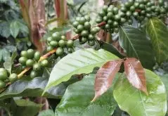 精品咖啡有哪些产区_2019年精品咖啡豆产区排行榜