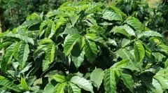 单一产地的咖啡豆优势在哪_星巴克单一产区咖啡豆特点风味一览