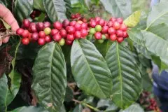 咖啡种植方法和步骤生长环境与过程教程_咖啡树自己家里能种吗