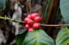 北方种植咖啡可以吗_有适应北方的咖啡树吗_咖啡能大棚种植吗