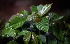 咖啡育苗技术：咖啡苗期的生产管理方法与咖啡定植株距