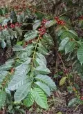 咖啡豆如何种植_咖啡怎么种植技术经验分享_种植咖啡豆能挣钱吗