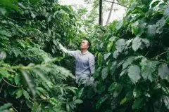中国种植咖啡豆地区有哪些_东北适合种咖啡豆吗？