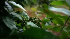 咖啡豆的市场价格一般多少钱_咖啡豆最大的批发市场在哪