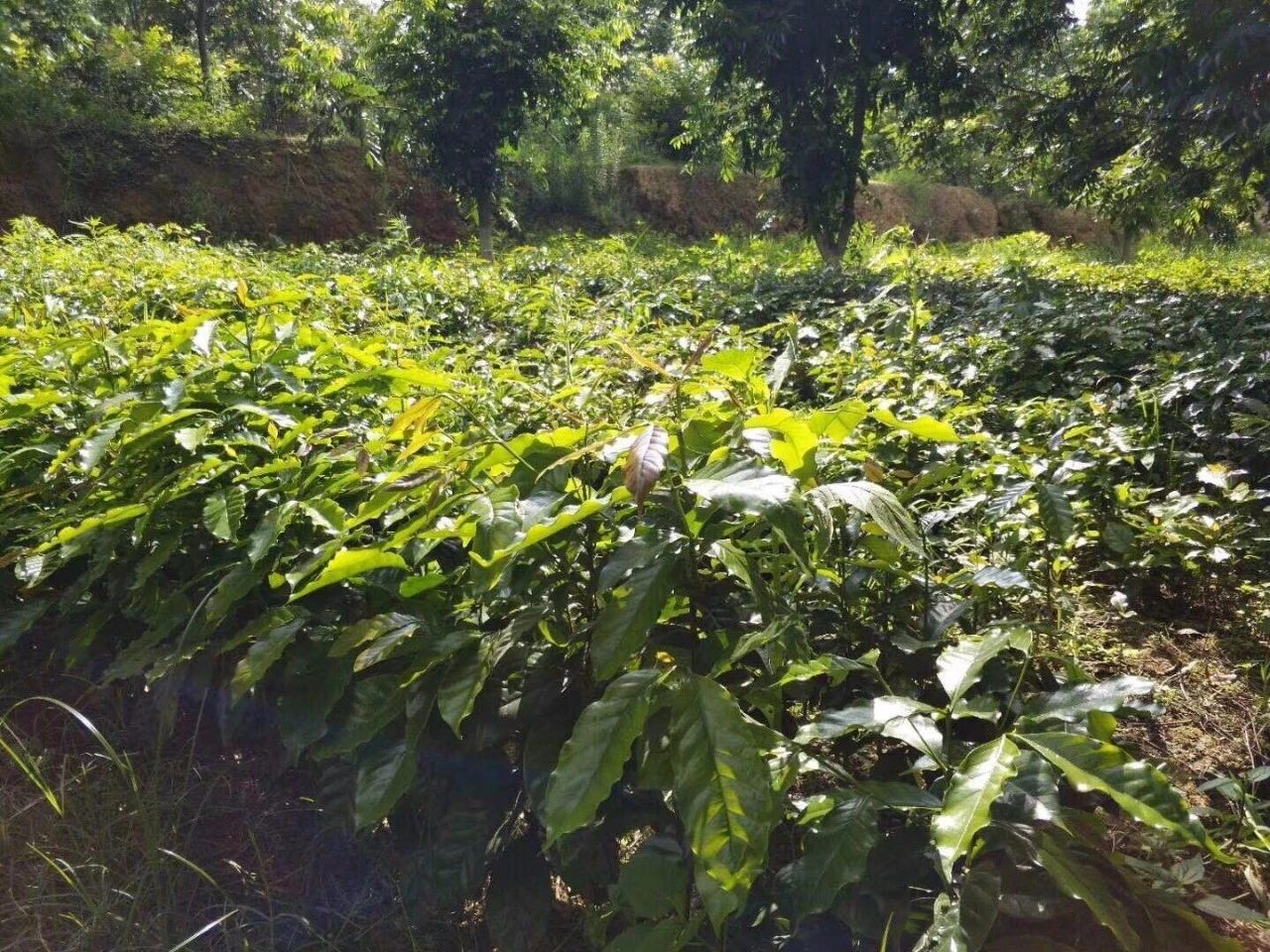 雲南咖啡樹種植條件中國哪裡可以種植咖啡樹雲南咖啡好喝嗎