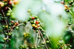 咖啡收成期降雨对咖啡豆的影响  咖啡收成期降雨处理场面临的挑战