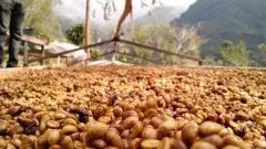 耶加雪菲莉可咖啡豆处理厂的特色 红樱桃计划咖啡豆
