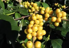 巴西黄波旁咖啡豆的故事起源 皇后庄园黄波旁咖啡豆风味口感描述