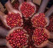 精选咖啡的生豆是怎么采收的？ 咖啡豆挑选的方法有哪些？