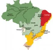 巴西圣保罗州咖啡产区的介绍 圣保罗咖啡的风味特点