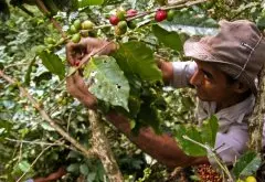 怎么冲煮古巴咖啡？古巴地理风貌和咖啡的种植与生产和消费文化