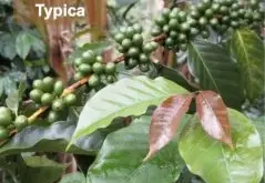 铁皮卡咖啡豆的特点介绍 铁皮卡咖啡品种的口感风味描述