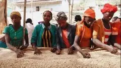 埃塞俄比亚水洗耶加雪菲和日晒耶加雪菲区别 耶加雪菲产区风味