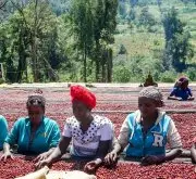 埃塞西达摩咖啡产区 古吉产区咖啡豆和阿尔西产区咖啡豆风味区别