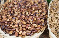 哥斯达黎加音乐家系列咖啡豆 蜜处理法和葡萄干蜜处理法的区别