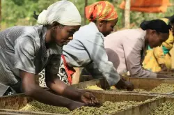 什么是咖啡合作社？埃塞俄比亚耶加雪菲咖啡合作社咖啡豆冲煮参数