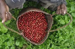 埃塞俄比亚西达摩古吉罕贝拉咖啡花魁咖啡豆风味口感香气特点描述