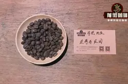 哥伦比亚圣荷西庄园咖啡豆橡木桶发酵处理法咖风味口感特点描述