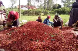 肯尼亚咖啡生产质量低迷？政府计划通过咖啡期货振兴咖啡种植户