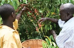 乌干达咖啡出口未受COVID-19太大影响 2020年咖啡出口增长22%