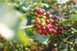 今年云南普洱咖啡豆大丰收，收购价上涨！