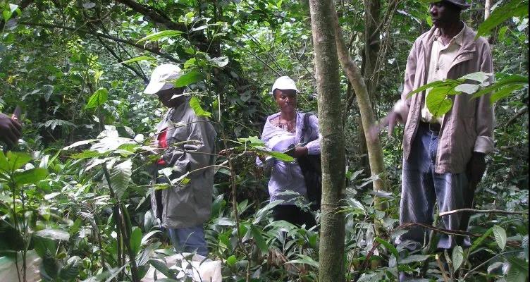 乌干达发现抗旱野生罗布斯塔 这对培育耐旱性咖啡品种有重大帮助