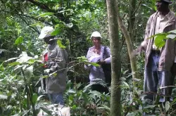 乌干达发现抗旱野生罗布斯塔 这对培育耐旱性咖啡品种有重大帮助
