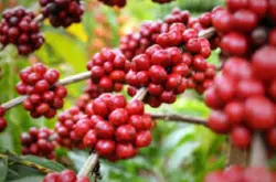 越南咖啡热门资讯 越南咖啡出口有望在2021年取得好成绩！