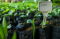 农林复合模式种植咖啡为巴西亚马逊咖农提供一种可持续发展的选择