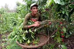 尼加拉瓜咖啡成熟但没人采收 气候变化压力刺激当地工人选择移民