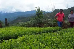 秘鲁咖啡最新消息 因秘鲁咖啡价格下跌迫使秘鲁农民种植古柯！