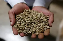 受全球因素影响 越南国内咖啡价格回升同时出现罗布斯塔供应紧张