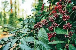 印度咖啡豆收成下降 2021新产季阿拉比卡咖啡与罗布斯塔咖啡产量
