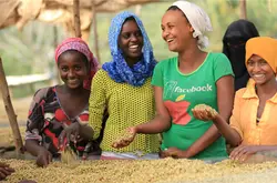 埃塞俄比亚咖啡产区 咖啡采摘和咖啡豆处理工作两性不平等
