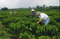 全球变暖效应导致气温上升将影响哥伦比亚产区咖啡豆产量与品质？
