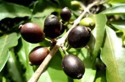 非洲发现新野生咖啡品种 阿拉比卡咖啡品种抗高温性有望得到提升